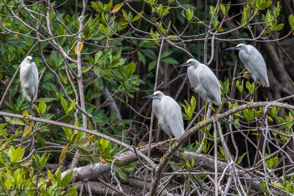 Snowy Egret