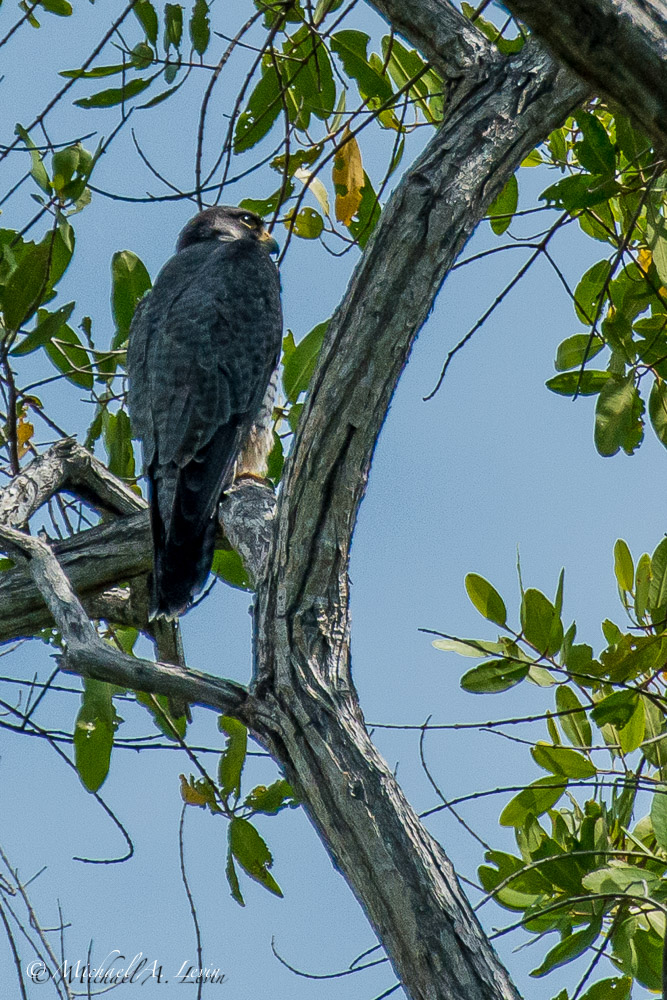 Hawk