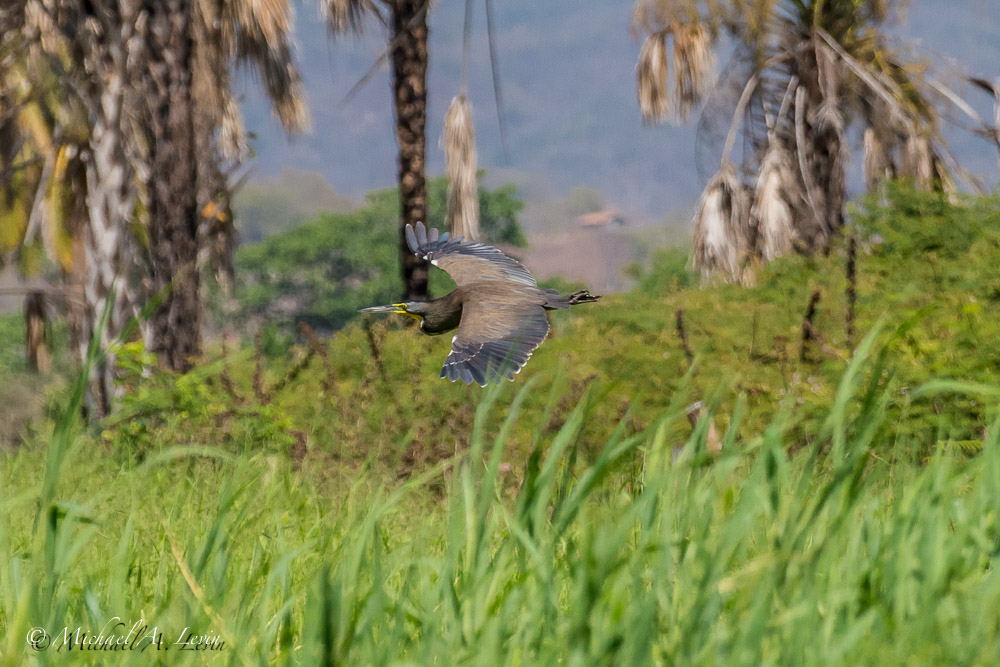 Tricolored or Bear Throated Tiger Heron
