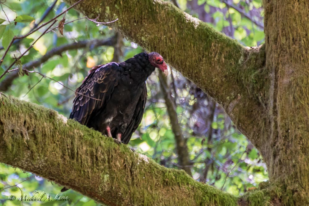 Vulture