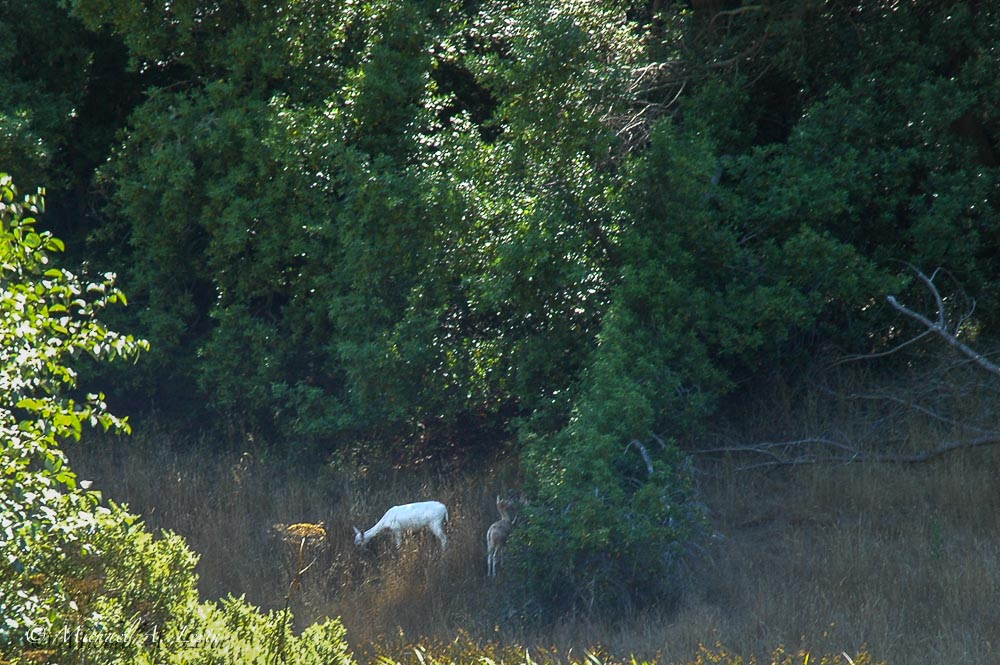 Albino Deer