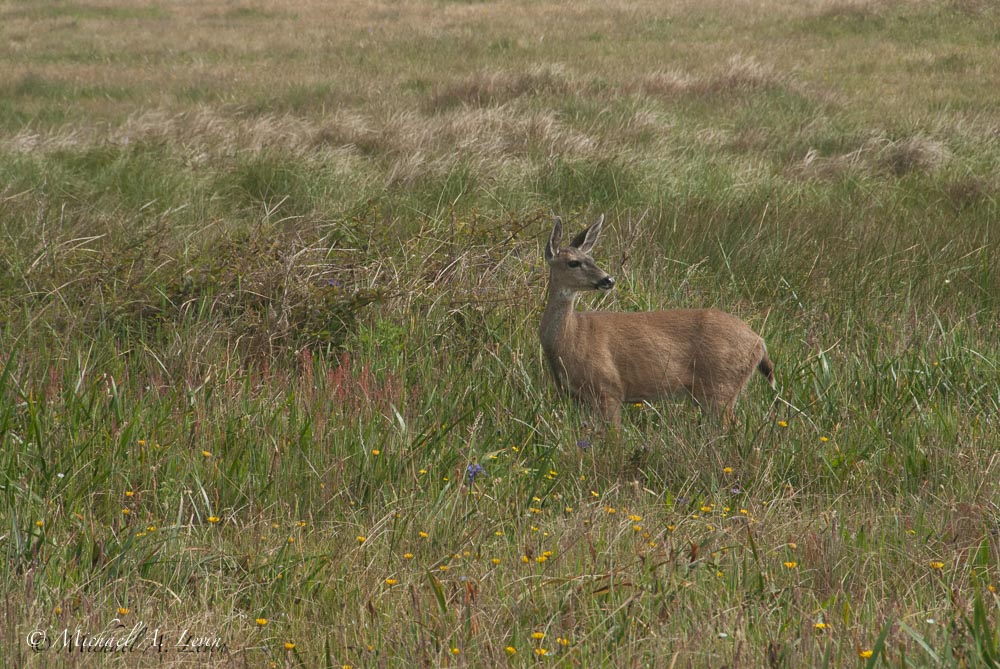 Black Tailed Deer