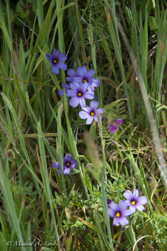 Western Blue-eyed Grass