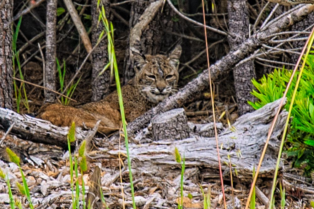 Bobcat