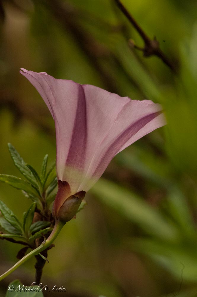 Field Bindweed