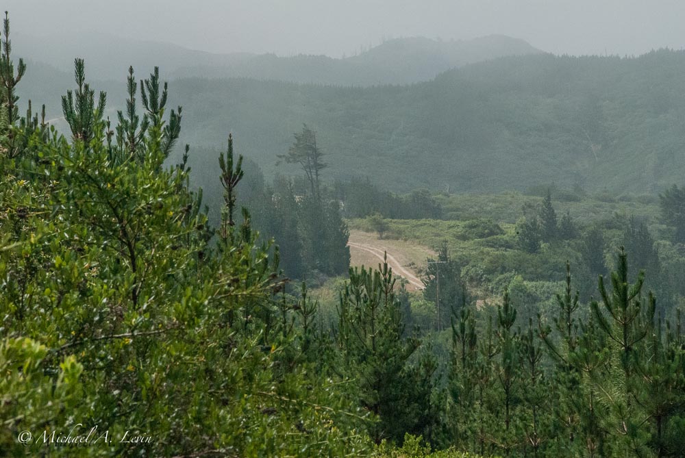 Foggy Landscape