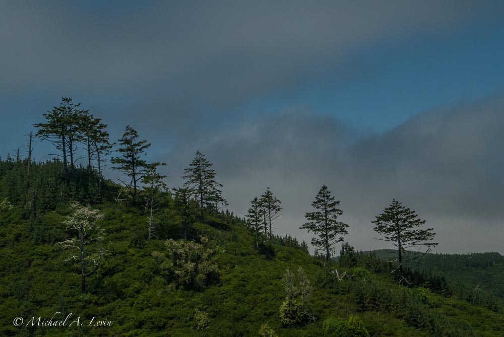 Foggy Landscape