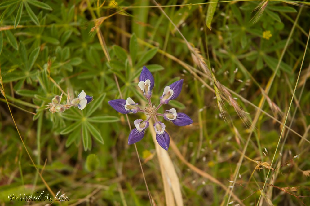 Dune Lupine