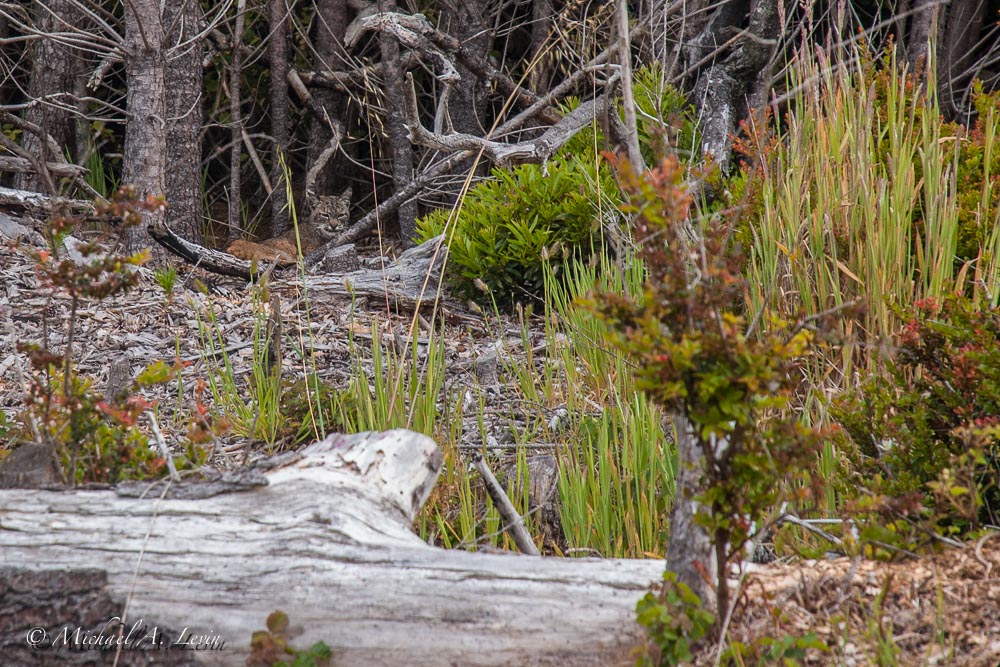 Bobcat