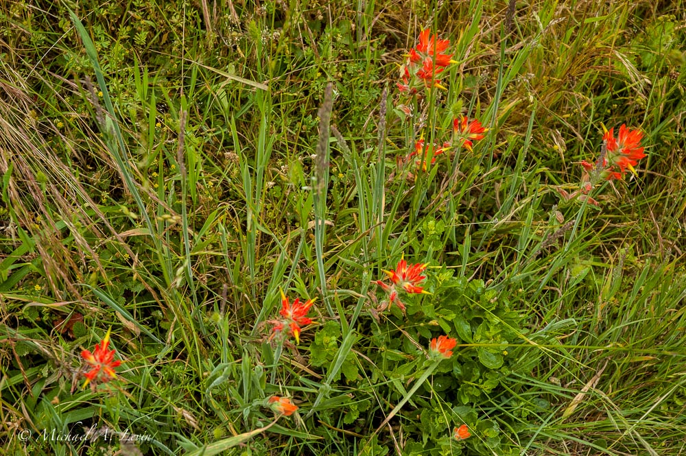 Indian Paintbrush