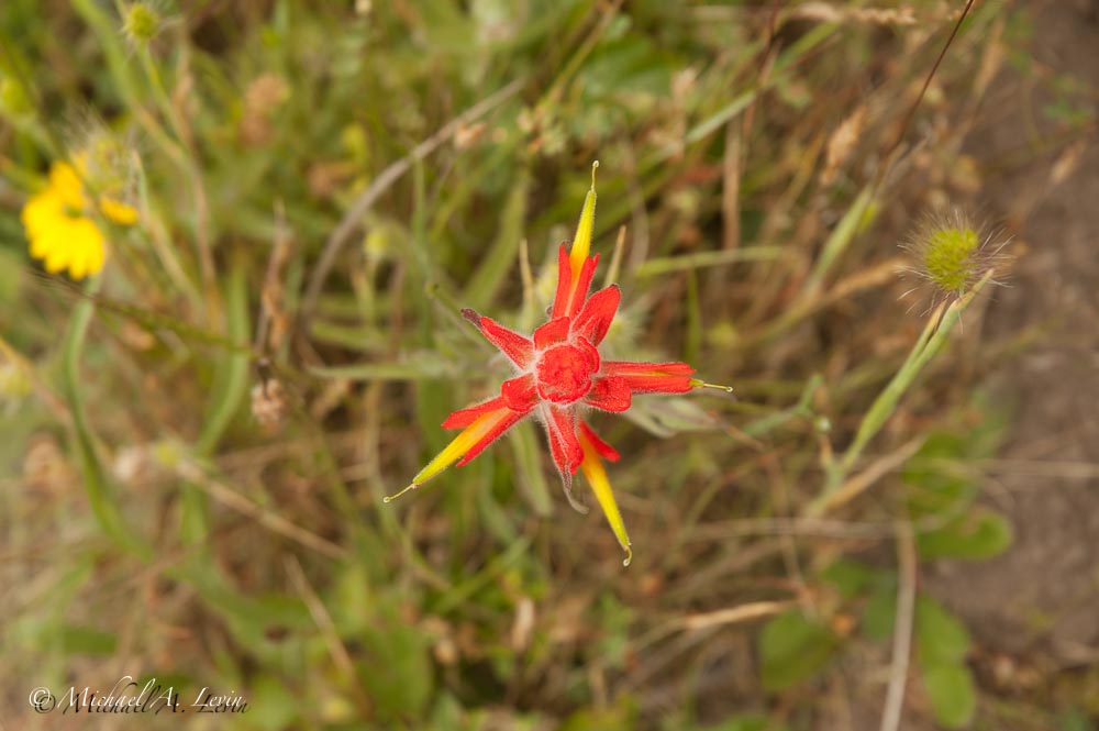 Indian Paintbrush