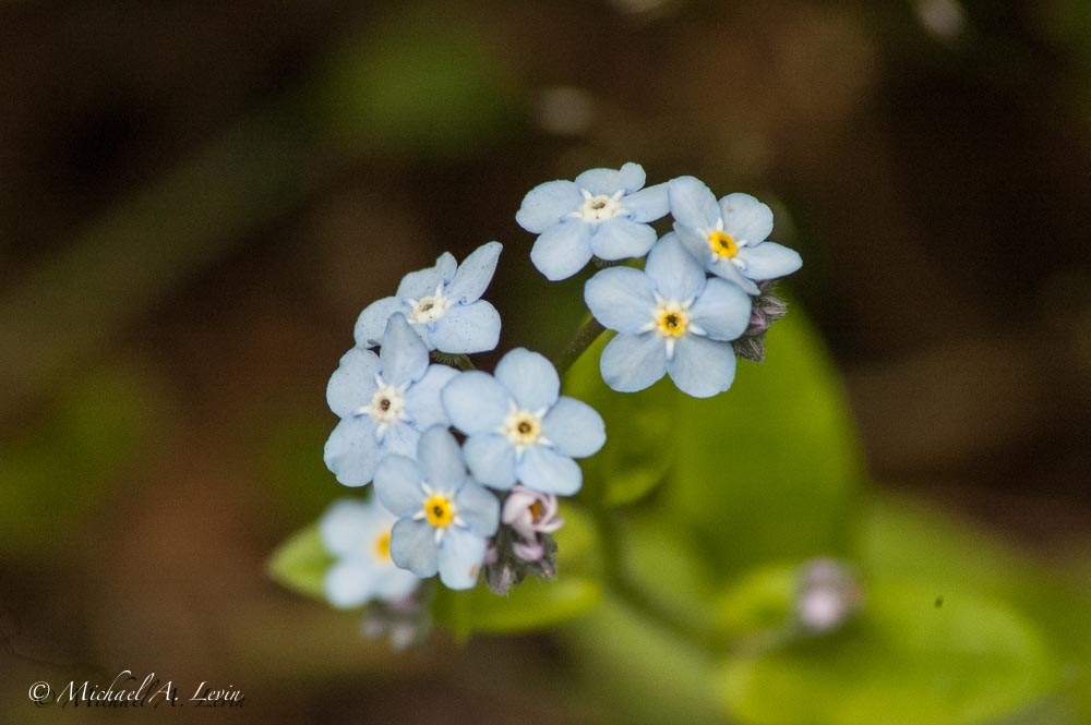 Broad-Leaf Forget-Me-Not