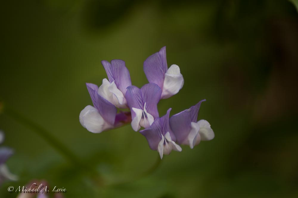 Dune Lupin