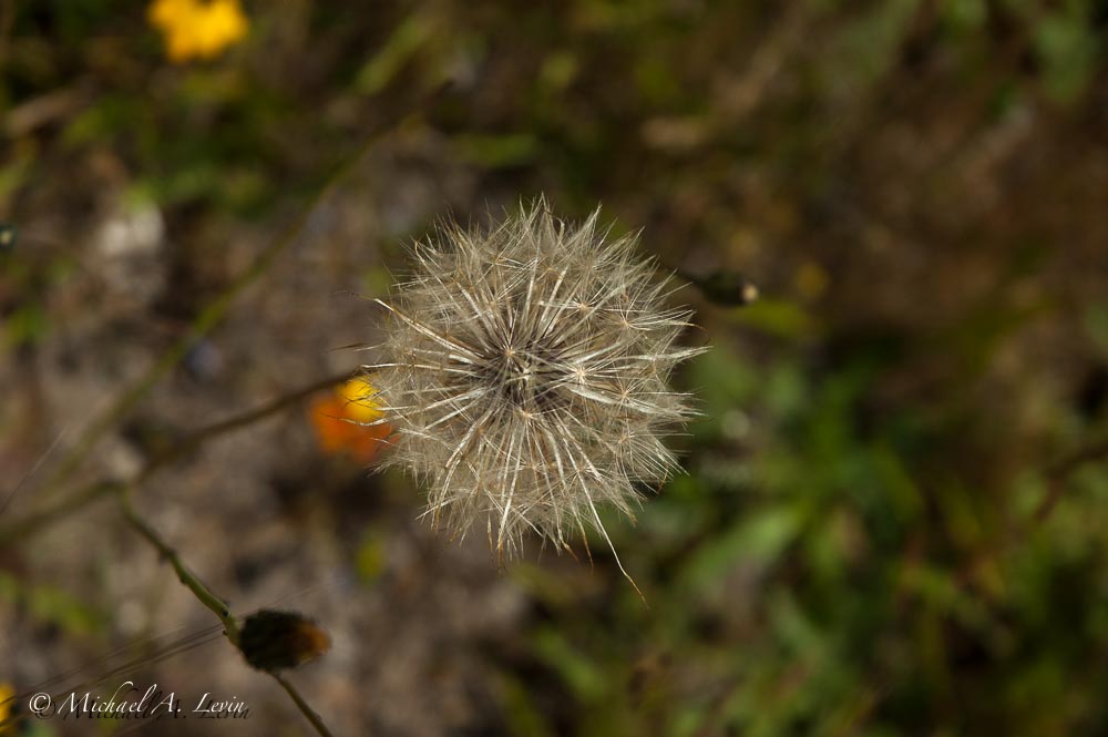 Asteraceae ?