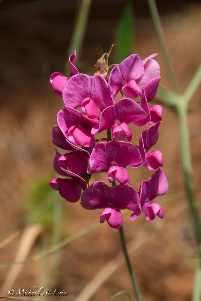 Everlasting Pea