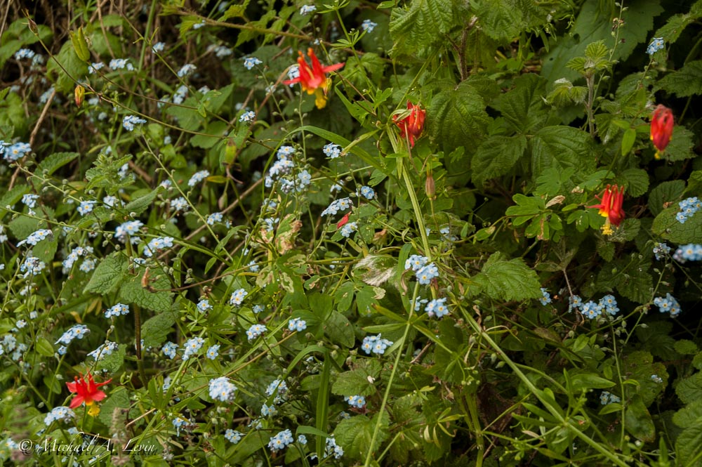Crimson Columbines & Broad-Leaf Forget-Me-Nots