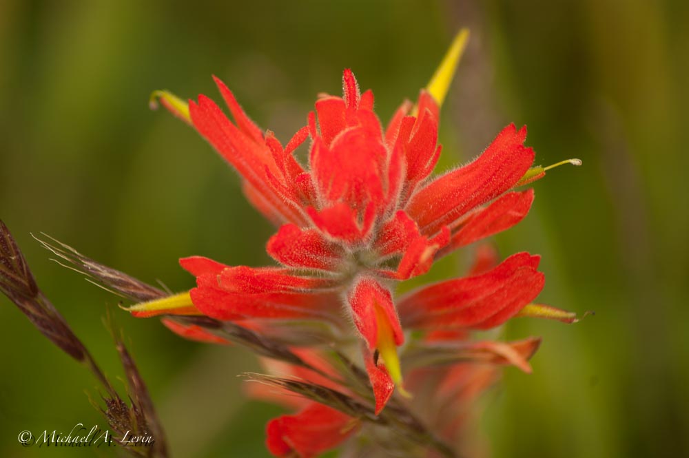Indian Paintbrush