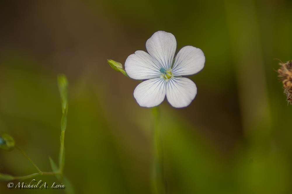 Pale Blue Flax