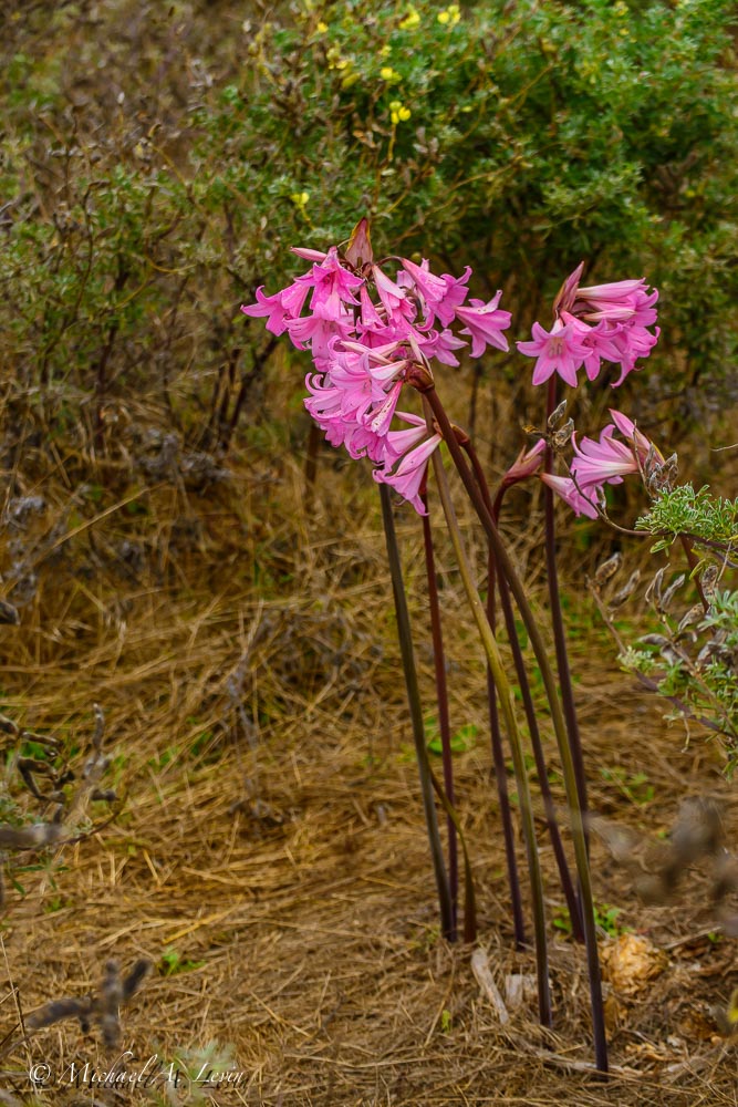 Belladonna Lily