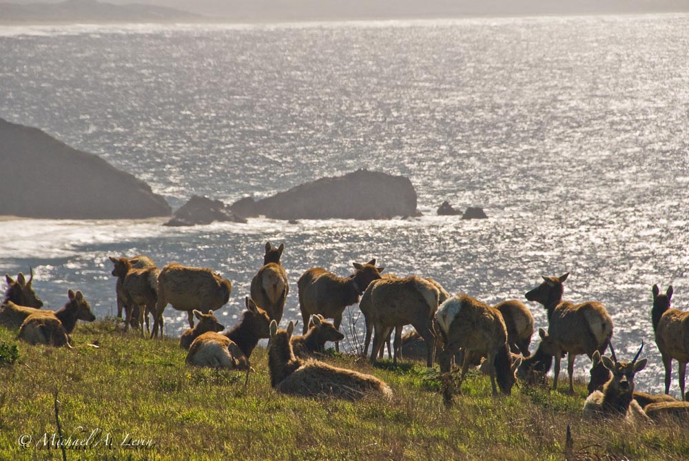 Heard of Tule Elk