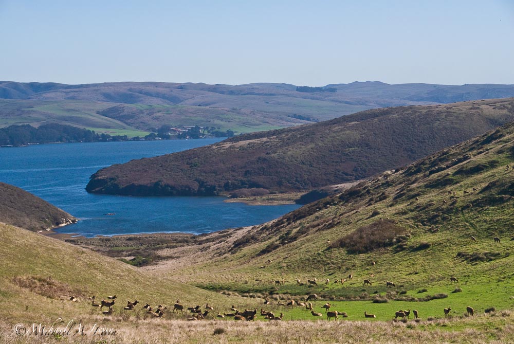 Heard of Tule Elk & Tomales Bay